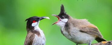 ئائىلە ھاياتى ئەر-ئاياللارنىڭ ئورتاق مەسئۇلىيىتى 2